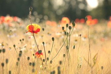 Poppies in the field at dawn