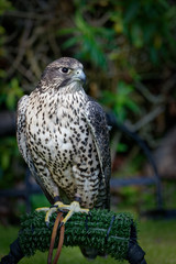 Gyrfalcons (Falco rusticolus) are the largest falcon species. They are living in arctic regions of the northern hemisphere. In the medieval era, the gyrfalcon was owned only by kings and emperors.