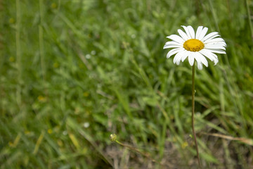 Simple photo background pattern of camomile flower in grass dale