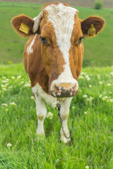 Closeup portrait of a cute friendly cow on a summer day on a green meadow in a countryside in Moldova, Europe