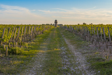 Rows of vines in the spring with a lodge in the background.