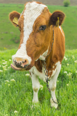 Fototapeta na wymiar Closeup portrait of a cute friendly cow on a summer day on a green meadow in a countryside in Moldova, Europe