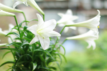 Beautiful lily