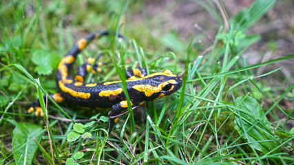 Feuersalamander