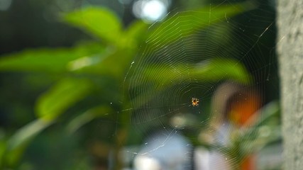 Spinnennetz