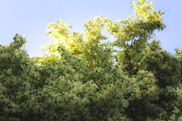 Lime flowers on a tree on a sunny day