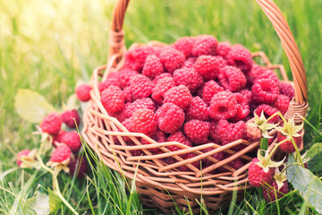 Fototapeta na wymiar Sweet raspberries in basket. Healthy food. The fruit is rich in vitamins and minerals.