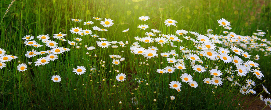 Fototapeta White daisies in the summer day.