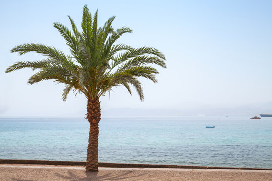 Palm tree grows on Aqaba beach, Jordan