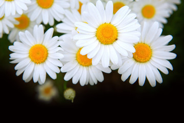 Obraz premium Macro shot of big daisies.