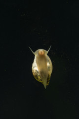 Small water snail climbing on glass.