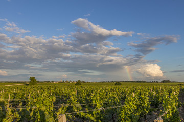 Fototapeta na wymiar Rows of vines in spring with a rainbow in background.
