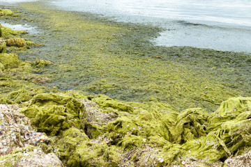 Green rocks. Beach with green seaweeds rocks by the beach. ecology and natural disasters concept