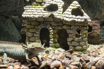 Creation of an axolotl in an aquarium in front of a disintegrating church as a decoration.