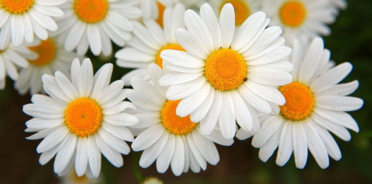 Fototapeta Macro shot of big daisies.