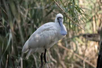 a young royal spoonbill