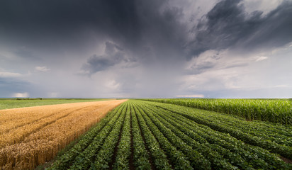 Soybean and wheat fields ripening at spring season stormy day
