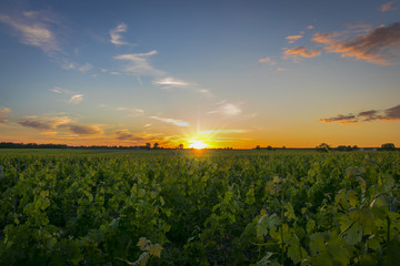 Rows of vine, one spring evening, with sunset. - obrazy, fototapety, plakaty