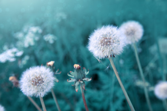 Fototapeta White dandelion isolated on green.