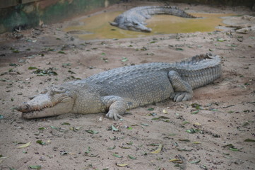 Freshwater Crocodile