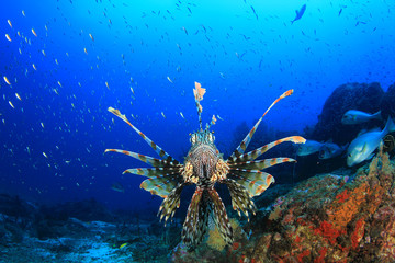Fototapeta na wymiar Lionfish fish underwater 