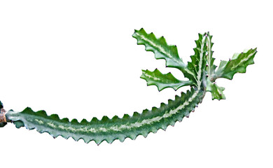 cactus isolated on white background