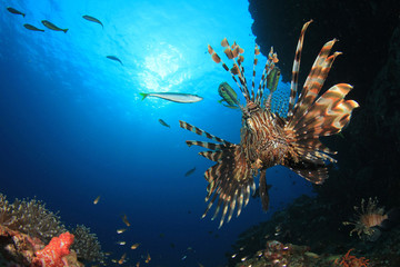 Fototapeta na wymiar Lionfish fish underwater 