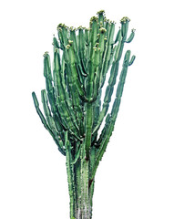 cactus isolated on white background
