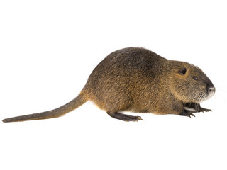 Coypu (Myocastor coypus)