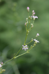 Perennial Babys Breath