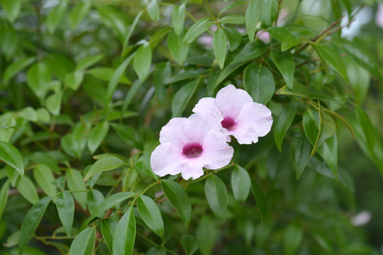 Pink bower vine
