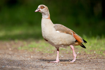 Nilgans (Alopochen aegyptiacus) im Naturschutzgebiet Mönchbruch bei Mörfelden in Hessen, Deutschland, Europa.