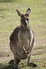 Naklejka na ściany i meble western grey kangaroo