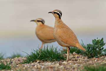 Cream-colored Courser (Cursorius cursor) in the sand desert