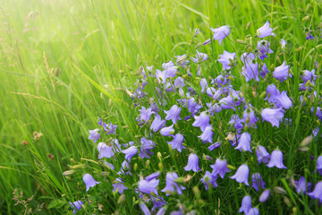 Fototapeta premium Bellflower or Campanula in sunlight.