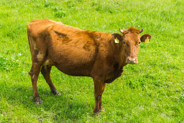 A portrait of a cute friendly brown cow grazing on a summer day on a green meadow in a countryside...