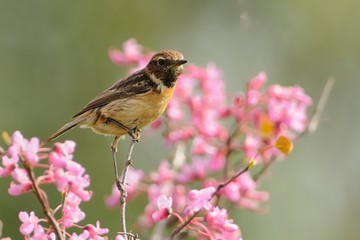 Stonechat (Saxicola torquatus) on the branch