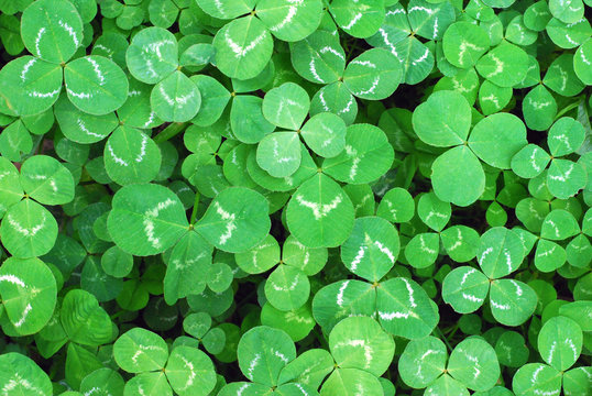 Clover leaves texture