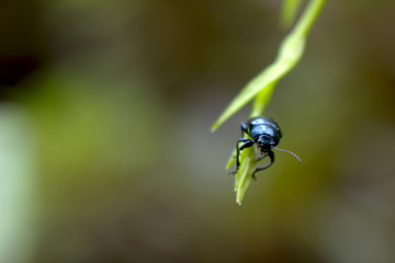 ルリマルノミハムシ