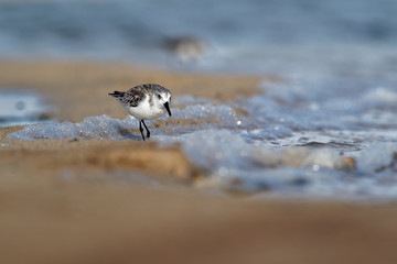 Sanderling - Calidris alba walking, feeding, hunting and washing on the atlantic sandy coast