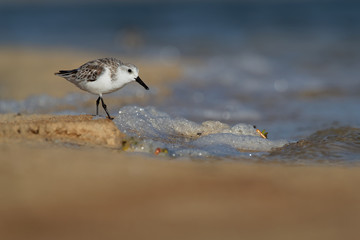 Sanderling - Calidris alba walking, feeding, hunting and washing on the atlantic sandy coast