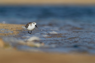 Sanderling - Calidris alba walking, feeding, hunting and washing on the atlantic sandy coast