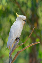 Cacatua galerita - Sulphur-crested Cockatoo sitting on the branch in Australia. Big white and yellow cockatoo with green