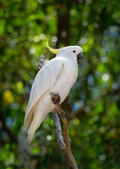 Cacatua galerita - Sulphur-crested Cockatoo sitting on the branch in Australia. Big white and yellow cockatoo with green background