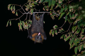 Pteropus poliocephalus - Gray-headed Flying Fox in the evening, fly away from day site and feeding on fruits, hang down on the branch