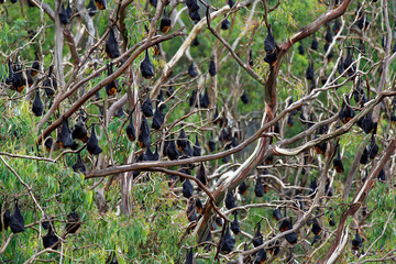 Gray-headed Flying Fox -  Pteropus poliocephalus in the evening, fly away from day site, hang down on the branch