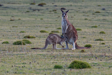 Macropus giganteus - Eastern Grey Kangaroo young child try to get back to the kangaroo bag © phototrip.cz