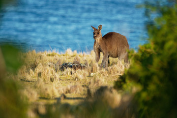 Naklejka na ściany i meble Macropus giganteus - Eastern Grey Kangaroo in Tasmania in Australia