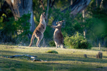 Macropus giganteus - Eastern Grey Kangaroos fighting with each other in Tasmania in Australia © phototrip.cz