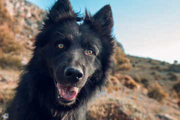 Portrait of a beautiful black dog.